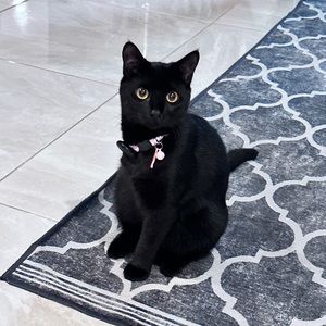 Meet your Posher, Randi